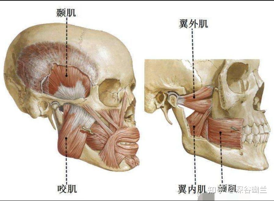 牙,眼部,脸颊,下巴,颞下颌关节及耳朵疼痛居家调养 - 知乎