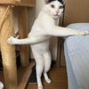 肉松卷