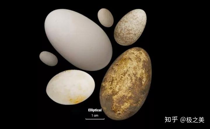 越是能飞的鸟蛋越有个性