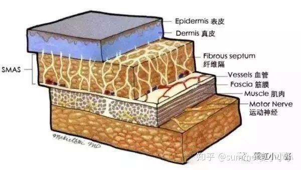 但在真皮層的網狀結構中,還有纖維狀的蛋白質負責支撐之用.