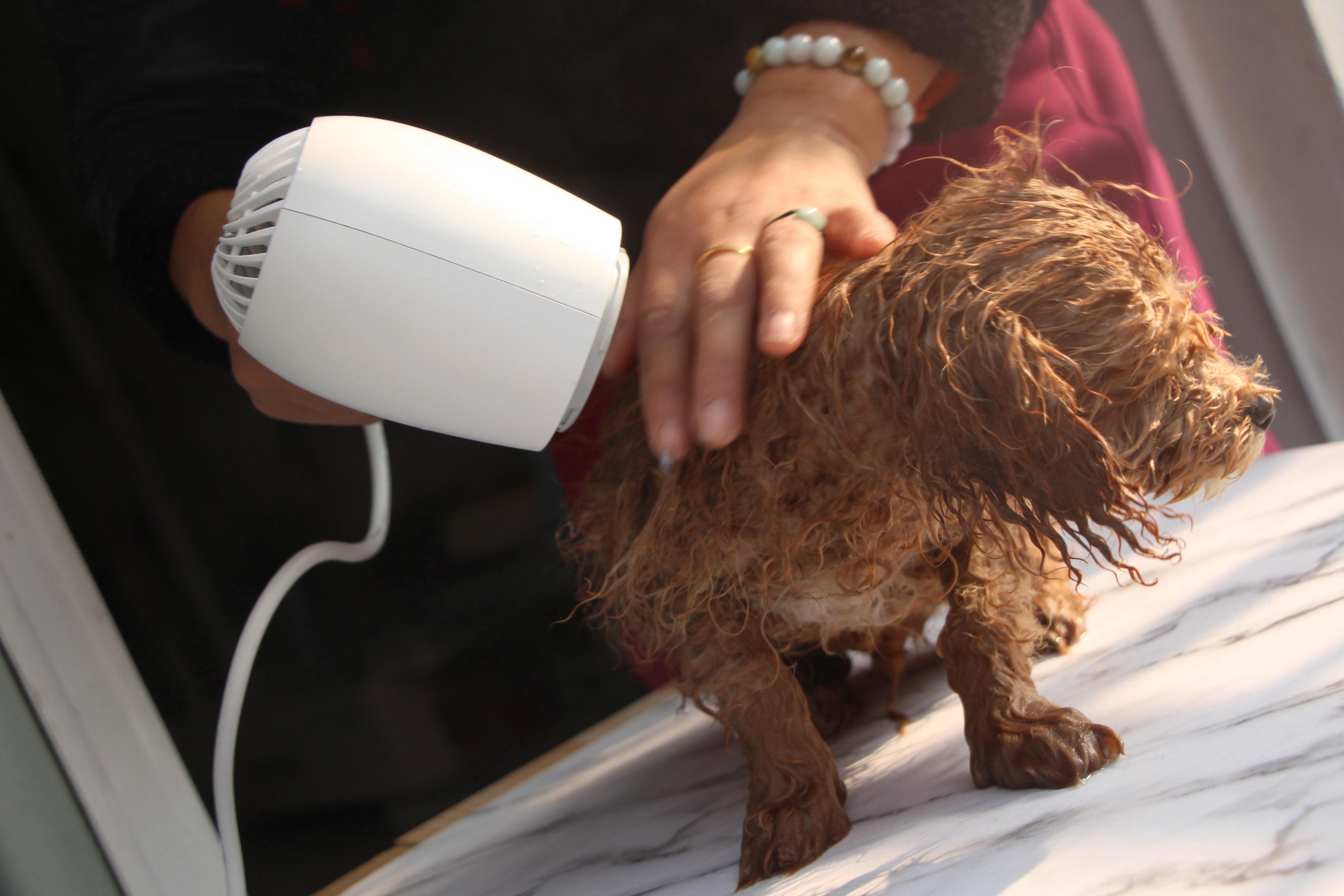 烘干毛发开结造型嗷喵喵智能宠物吹风机