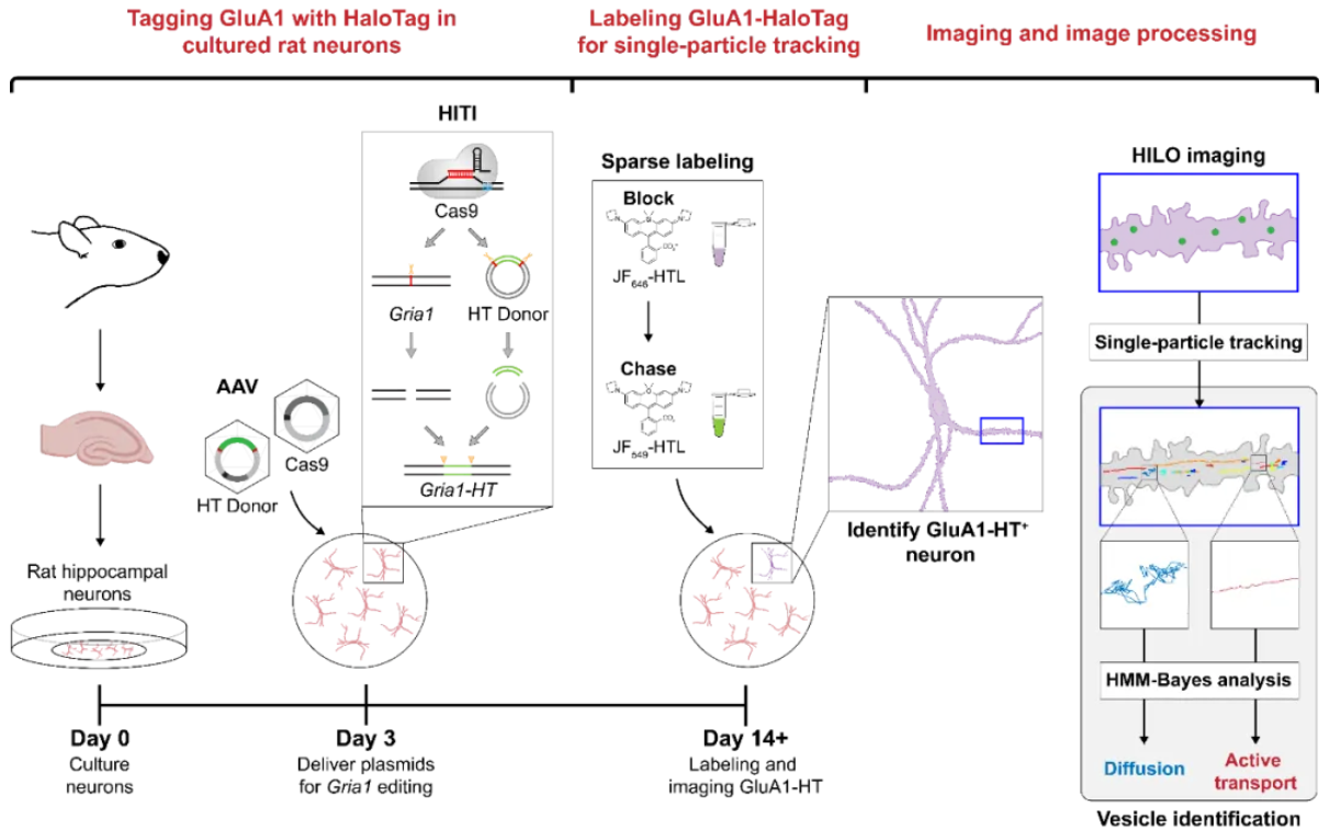 Bio-protocol | 2025年6月5日最新上线实验方案目录 - 知乎