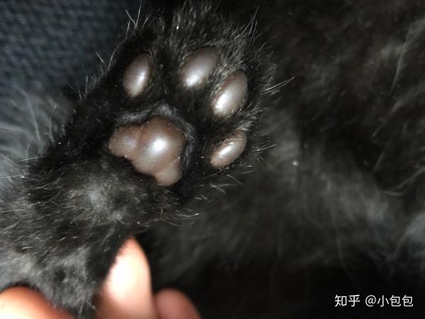 黑猫可能有粉肉垫么?