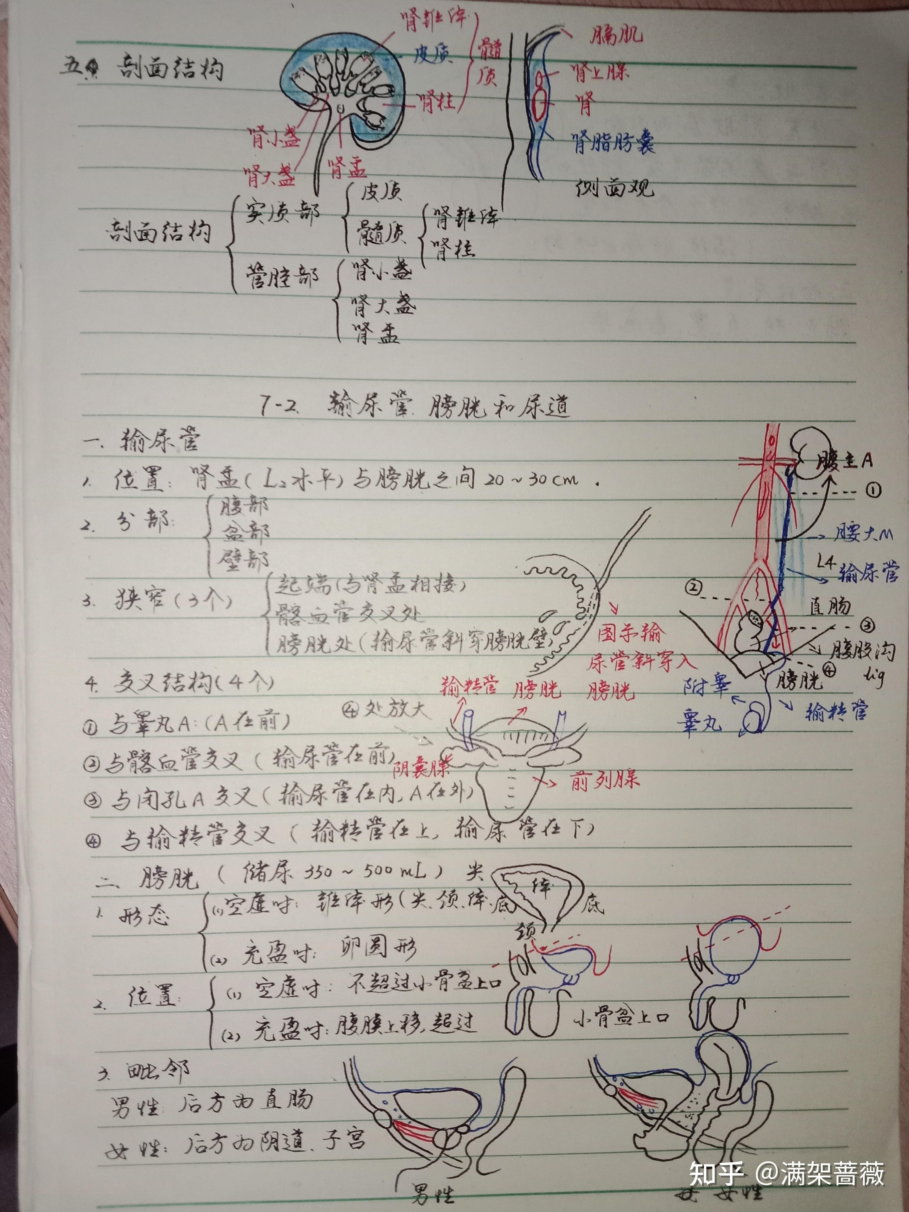 系统解剖学笔记图片