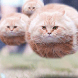 猫王