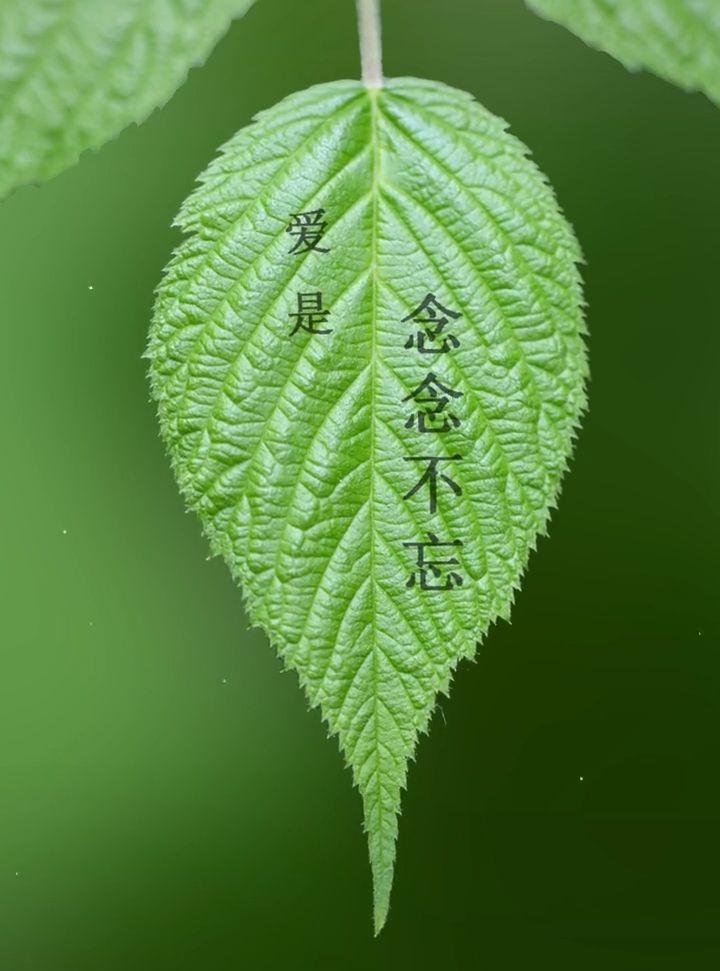 有哪些触动心灵的文案句子