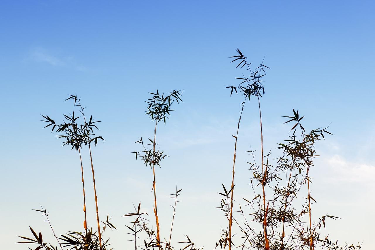 3. 虎皮兰繁殖方法