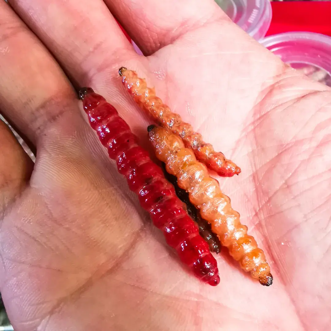 风味人间中墨西哥蚂蚁卵61印第安食虫食花文化