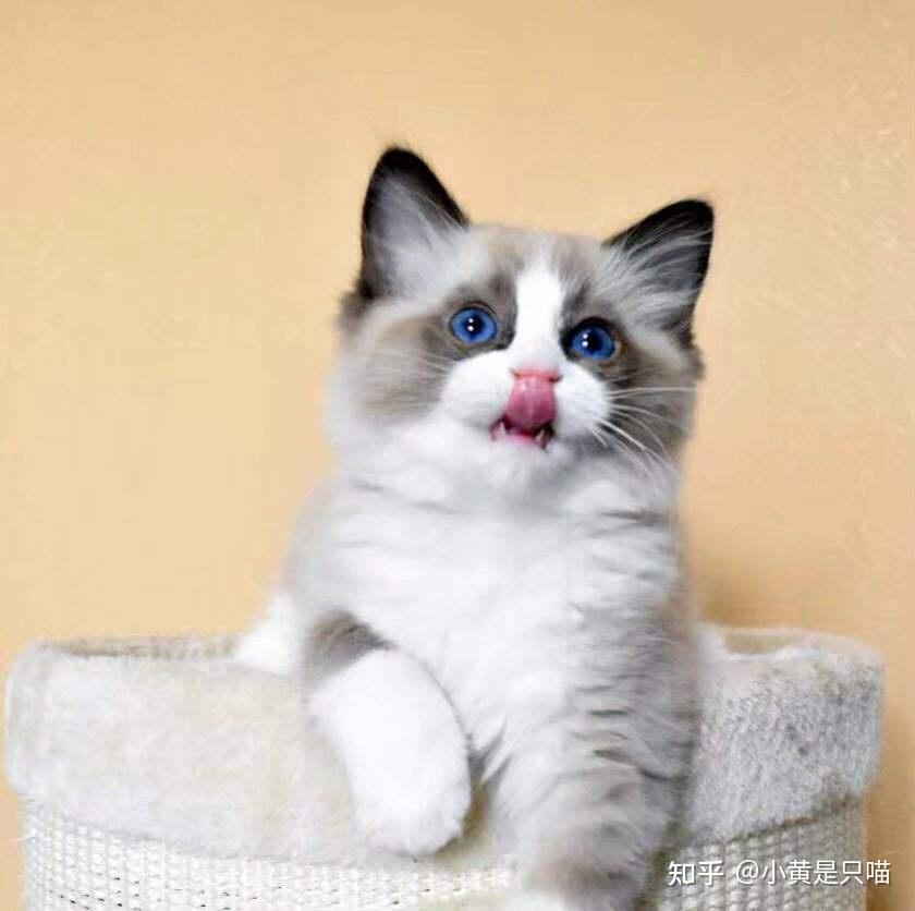 “土猫”和“宠物猫”有什么区别?养了就知道,差别很大 - 知乎