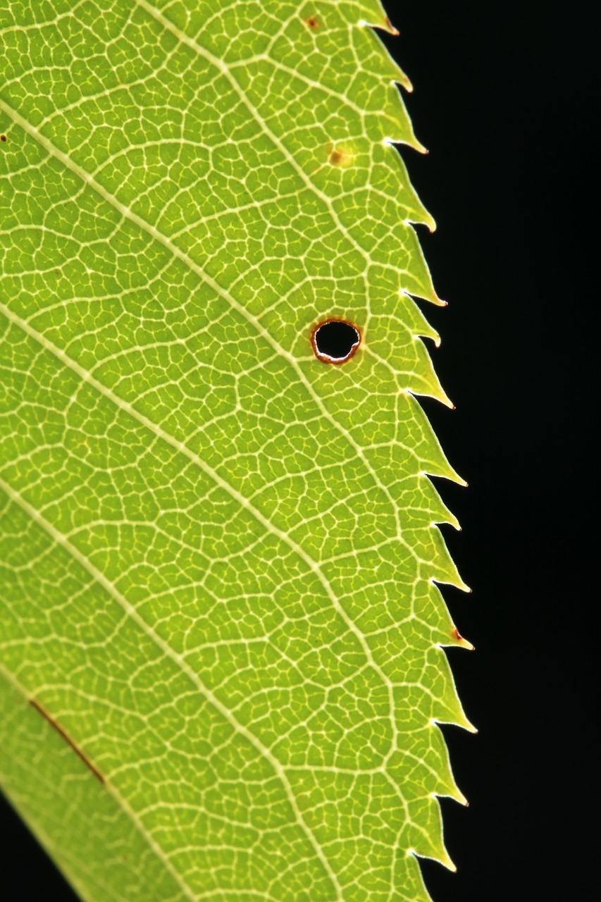 如何保持树叶颜色