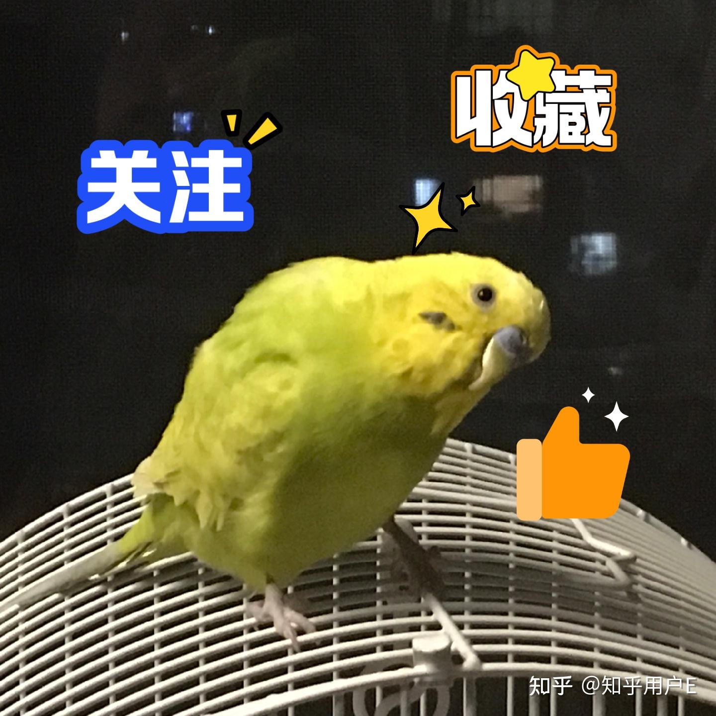 鹦鹉介绍- 知乎