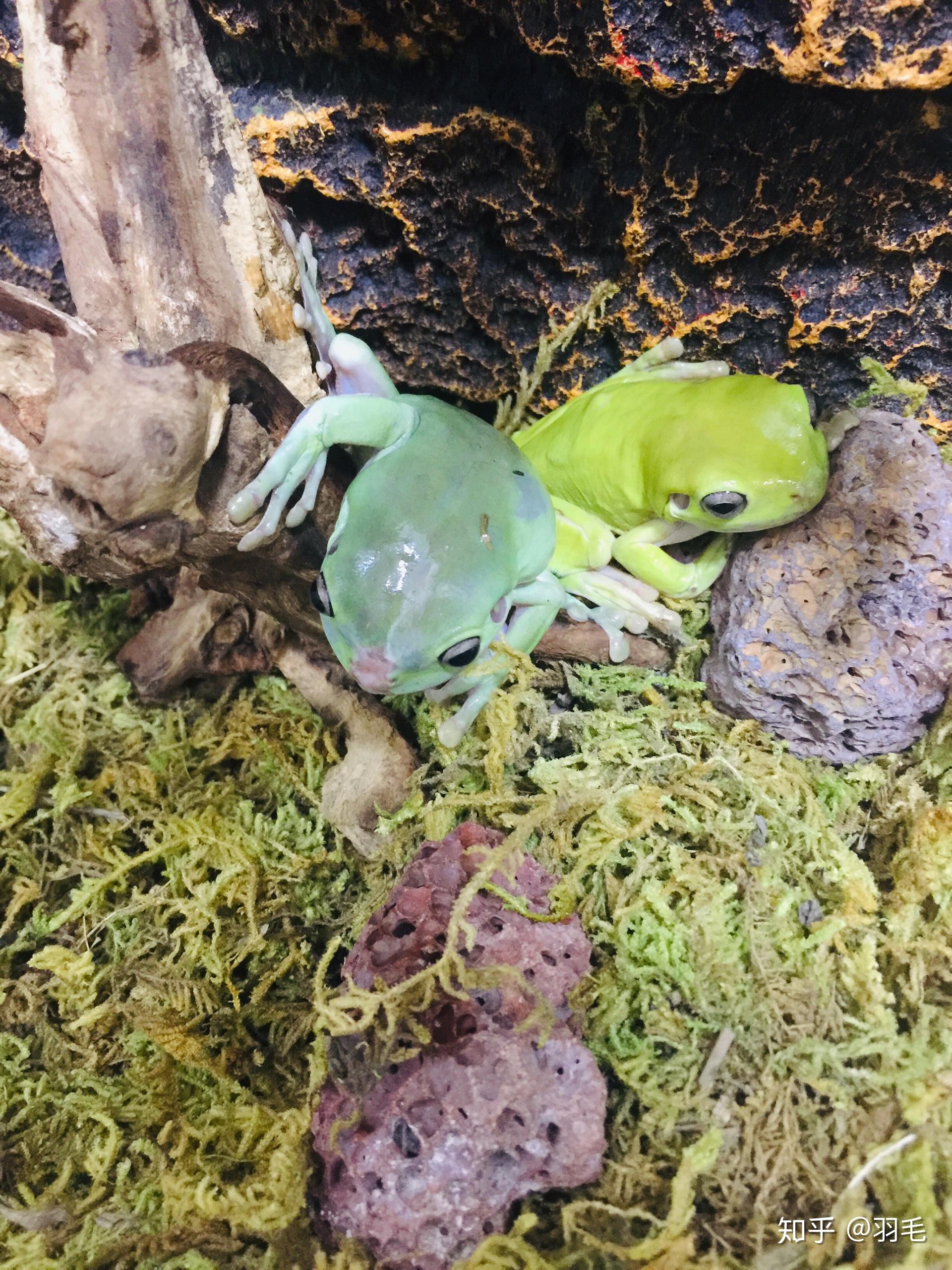 老爷树蛙(老爷树蛙怎么养的好)