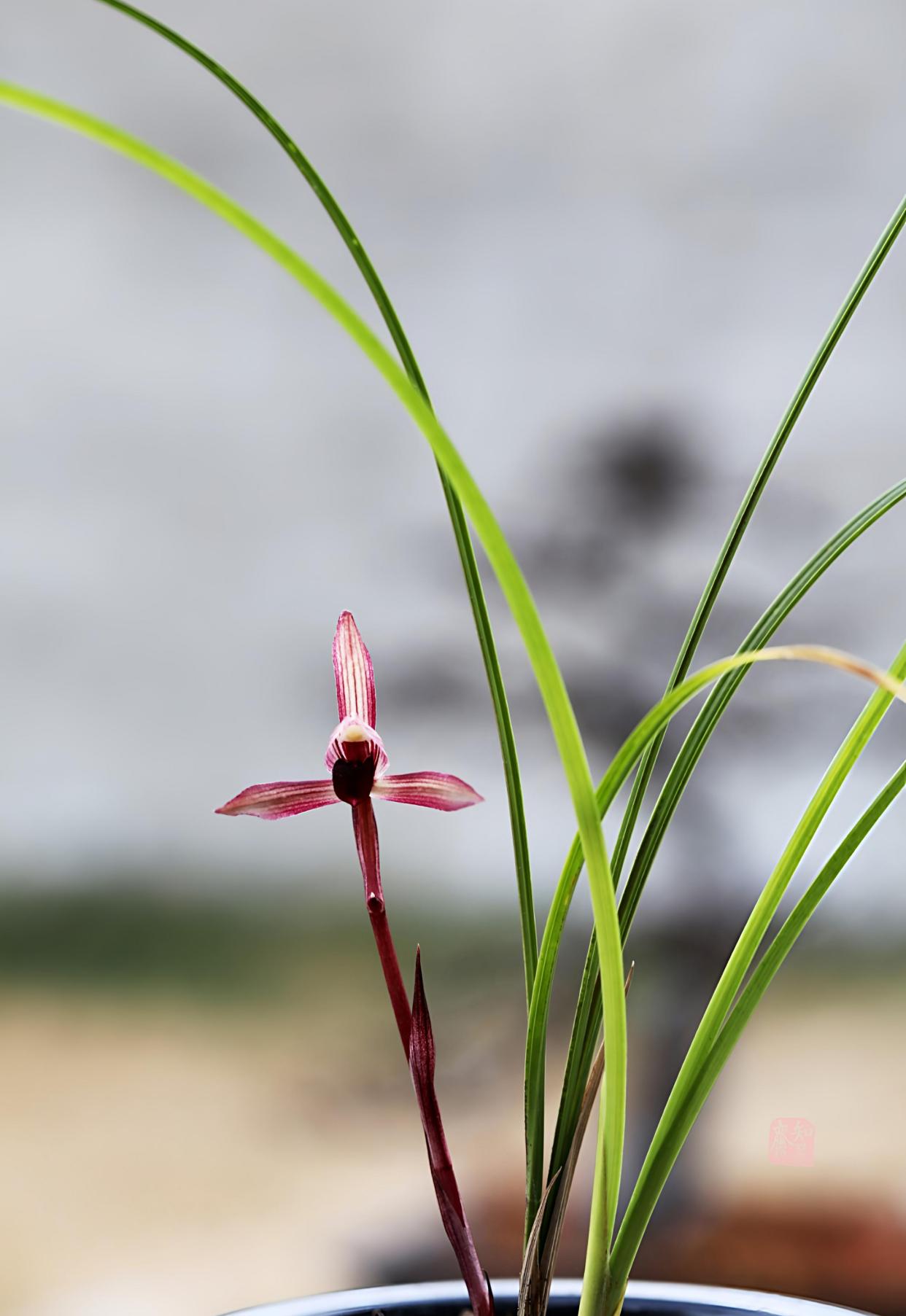 春蘭 韓国春蘭 日本春蘭 観月の宴No.1 春蘭 韓国春蘭 日本春蘭 観月
