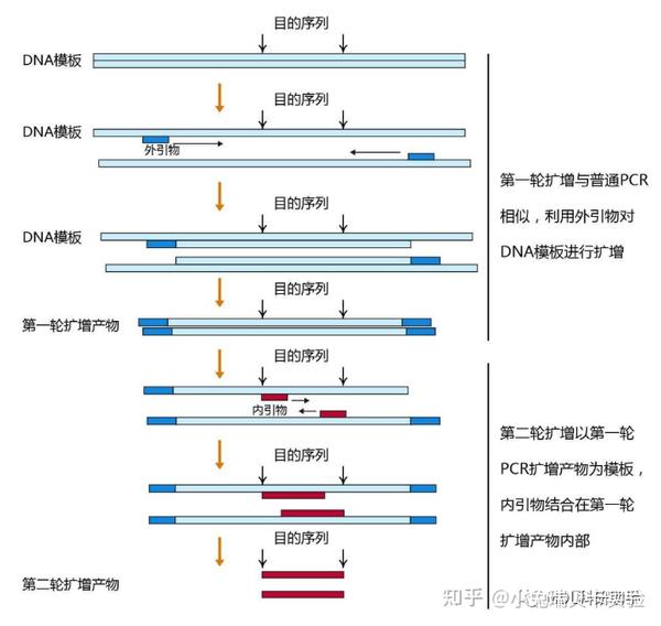 干货分享 | 常用PCR技术及原理 - 知乎