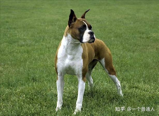 如果你养过拳师犬就知道它有多棒