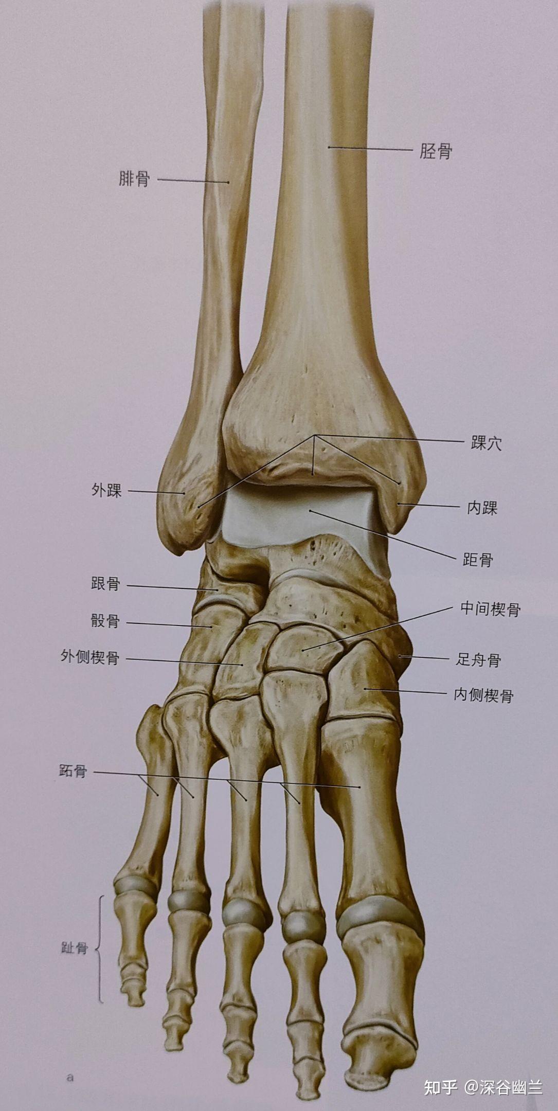 小腿筋骨图图片