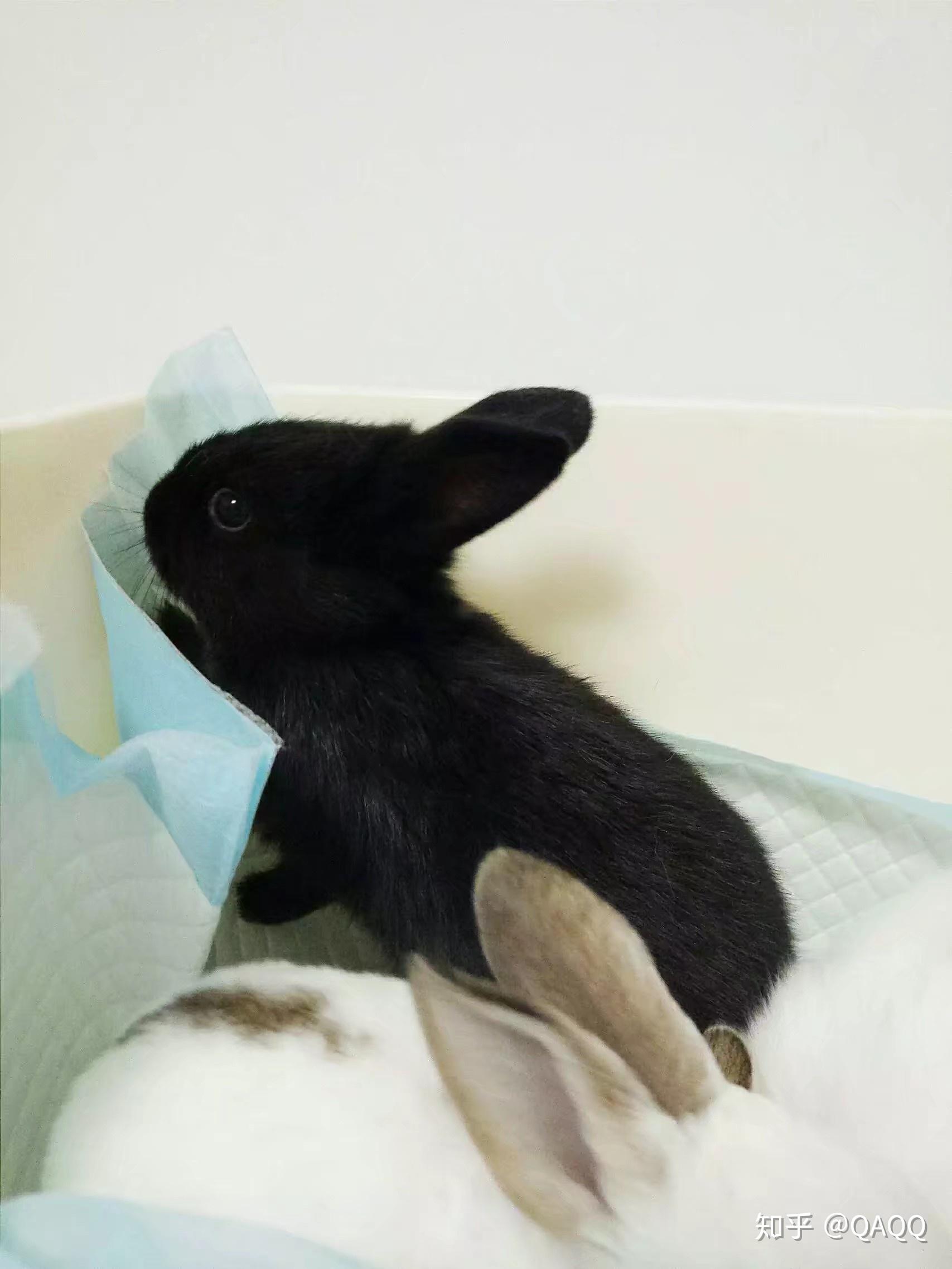 刚出生的兔子 出生1天的兔子怎么养