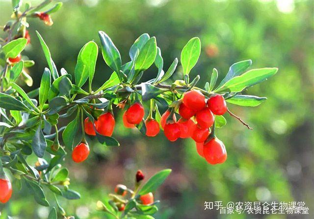 中药材根腐枯萎病预防方法,枸杞根腐病的症状,叶枯叶霉病防治技术! - 知乎
