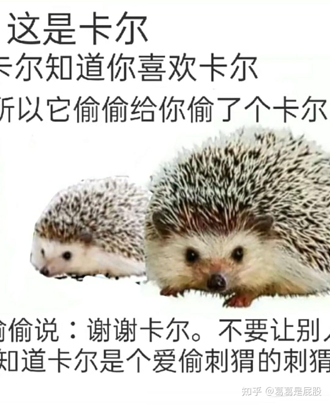 求刺猬卡尔表情包.哪哪都找不着?