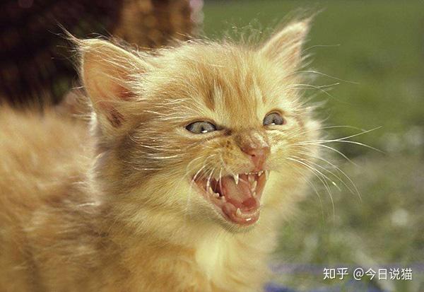 猫可以发出多少种声音