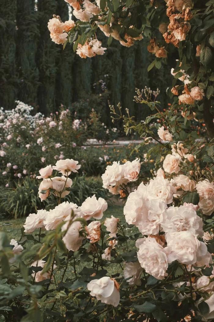 有哪些极富美感的绿色系壁纸?(绿色壁纸唯美小清新)