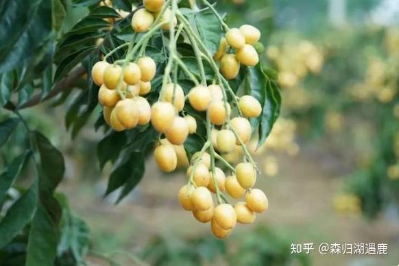 常吃“黄皮果”，可以收获哪些好处？或还有人不清楚，建议了解 - 知乎