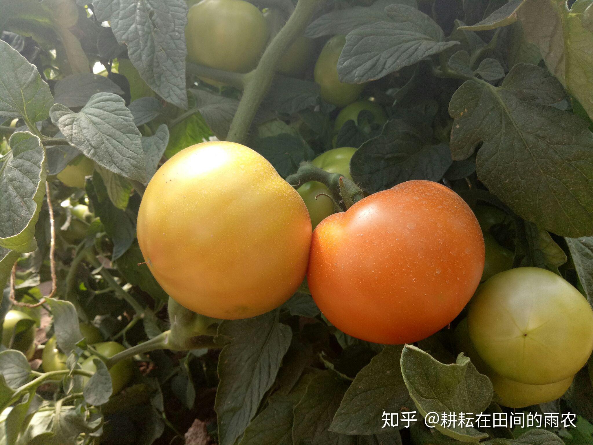 番茄杂交制种 - 知乎