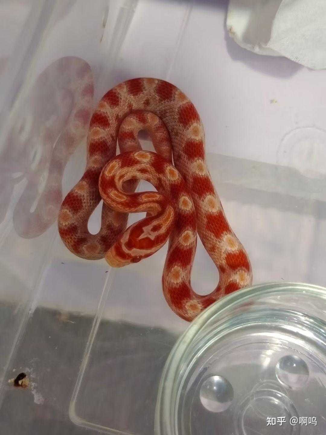 玉米蛇白化红显直图片