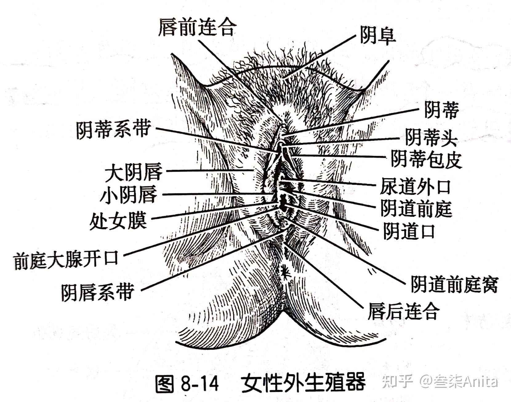 系带是什么东西图片