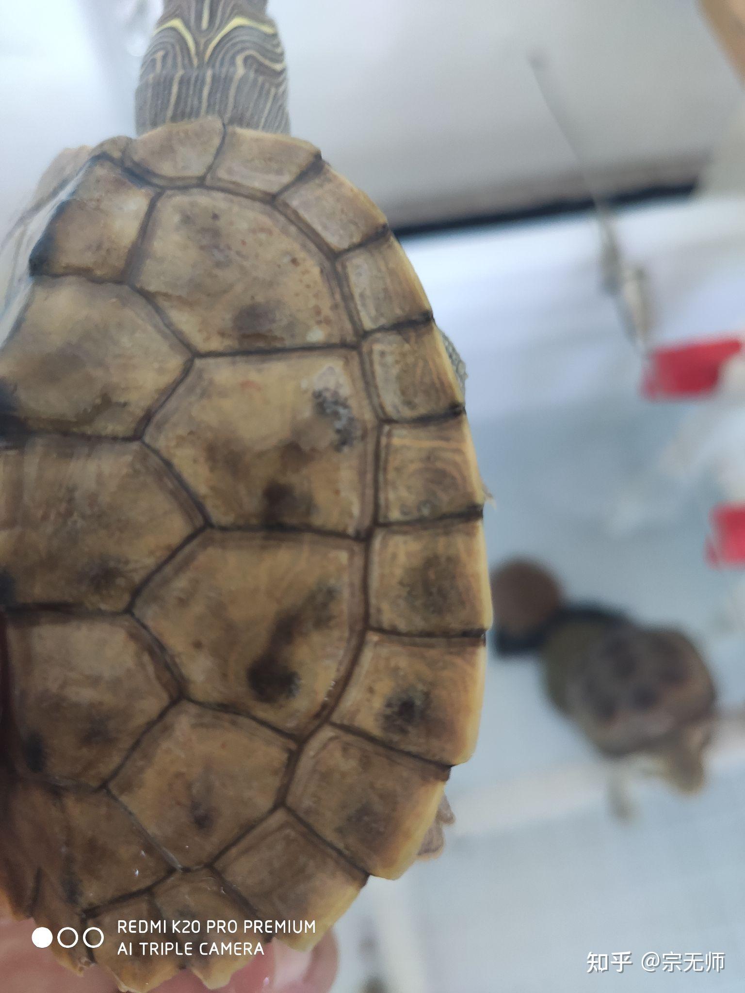 地图龟的龟壳有黑斑