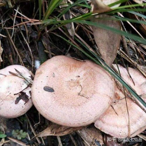 舌尖上的英山人间至味是枞菇