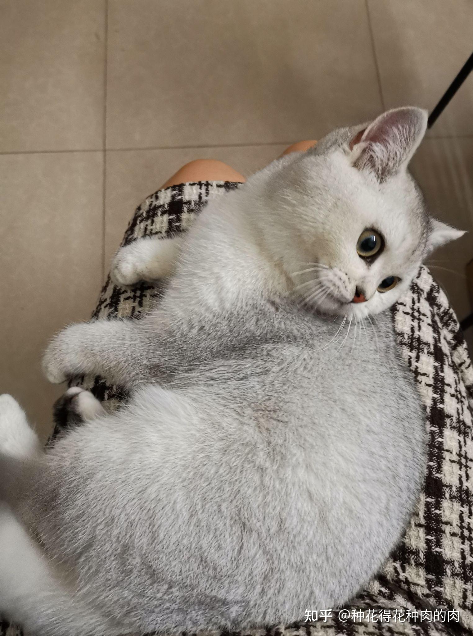 请问这只银渐层品相咋样