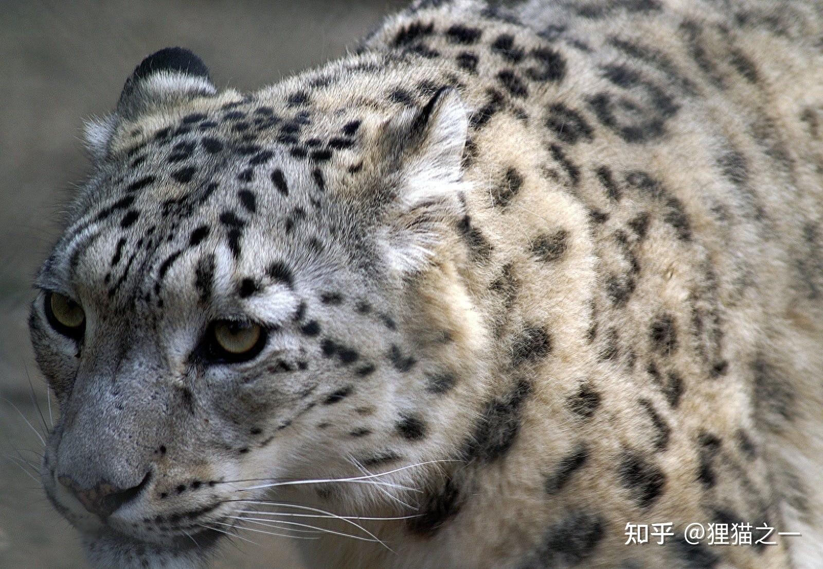多大胆男子宰杀雪豹并剥皮被刑拘吃肉骨磨粉皮做腰带