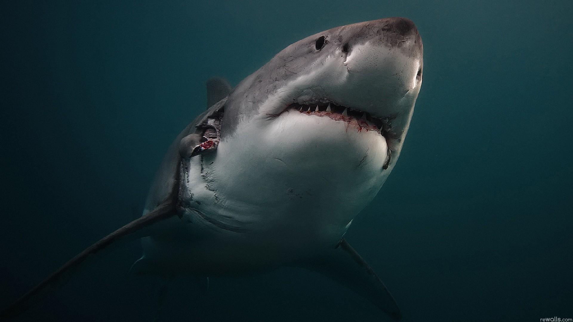 澳洲拍到鲨鱼攻击海豚罕见画面