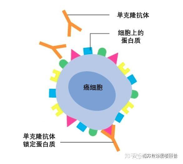 读懂免疫治疗 二 形形色色的癌症免疫疗法 你了解多少 知乎