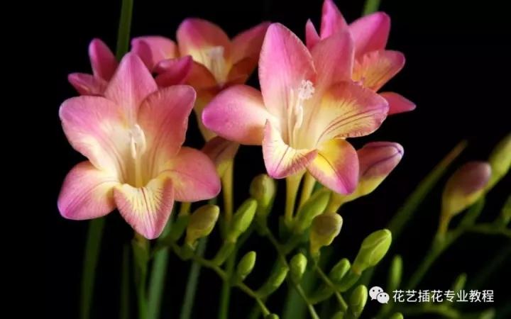 花材小知识 晚香玉为什么在夜晚香 知乎 花材小知识 晚香玉为什么在夜晚香 知乎