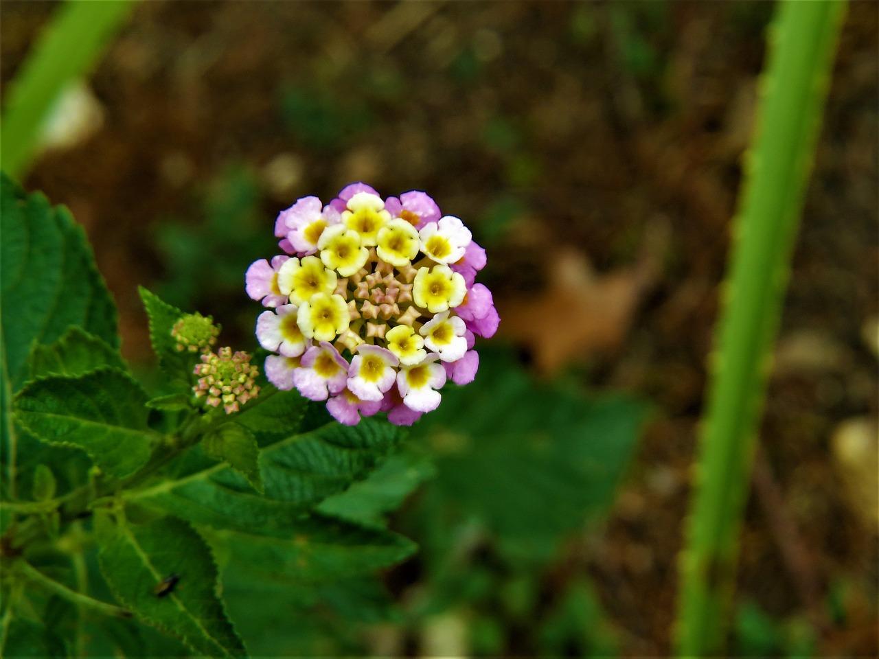 2. 常见白色小花