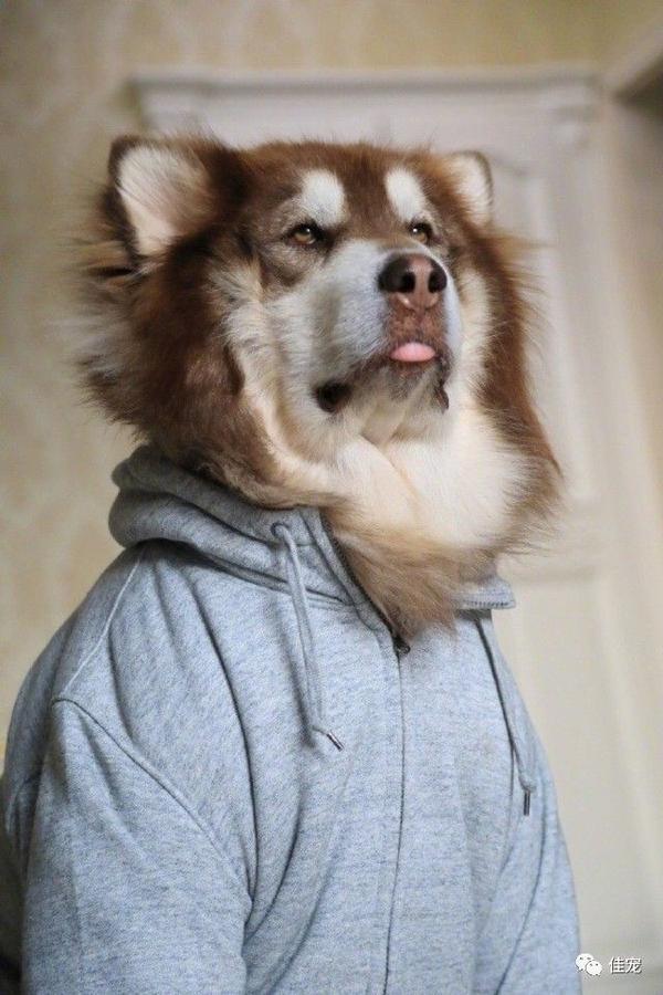 阿拉斯加有多火?看看这7大微博网红狗就知道了