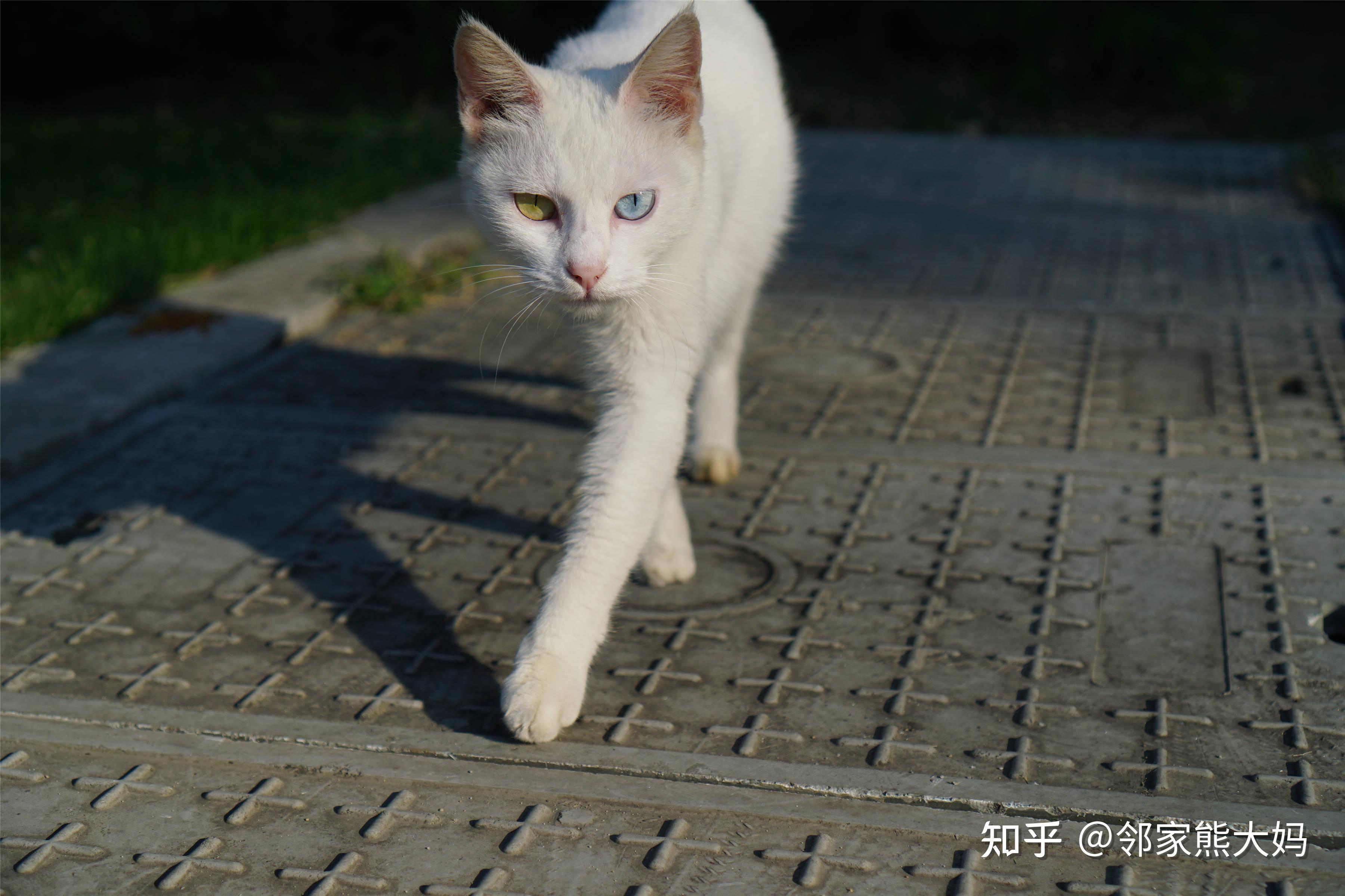 学走猫步能够拯救你的性功能