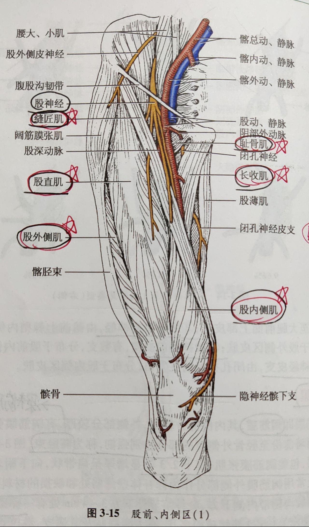 局部解剖学绘图 - 知乎