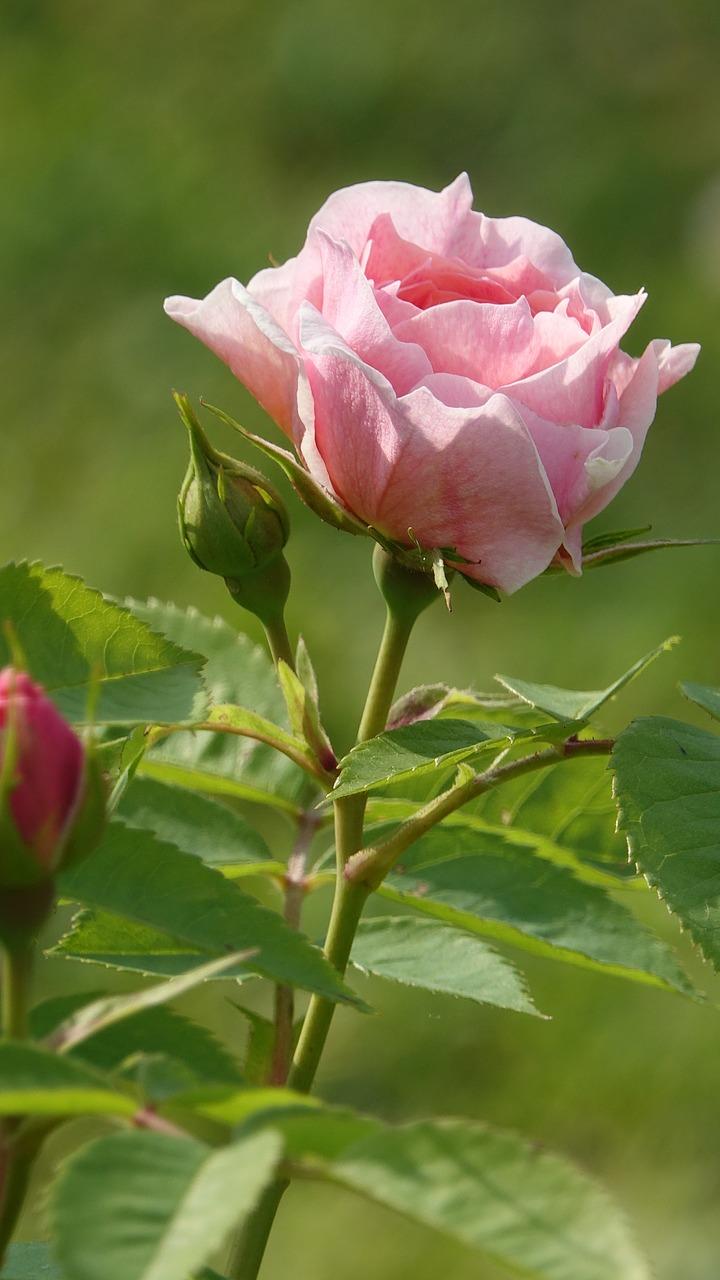 浅黄色搭配什么颜色