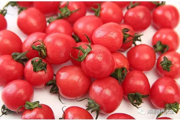 味美清甜的潭黎圣女果,每一个都令人如此着迷!