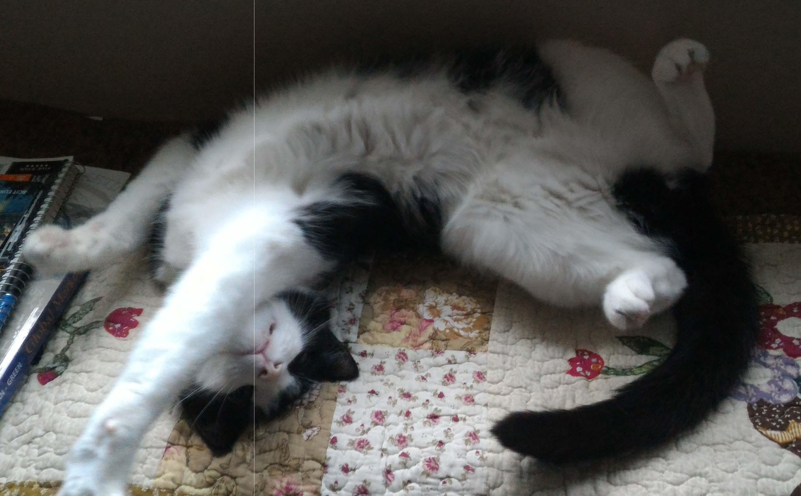 你家的猫\/狗是怎么叫你起床的? - Tia大猪的回答