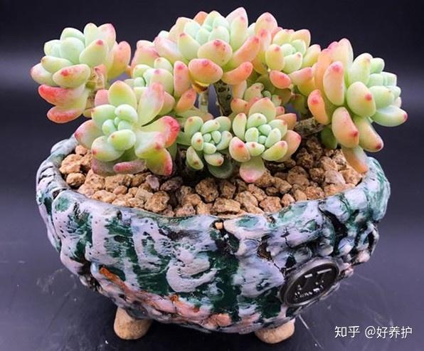 自带香味的多肉植物 自带香味的多肉有哪些 十大散发香味多肉排名