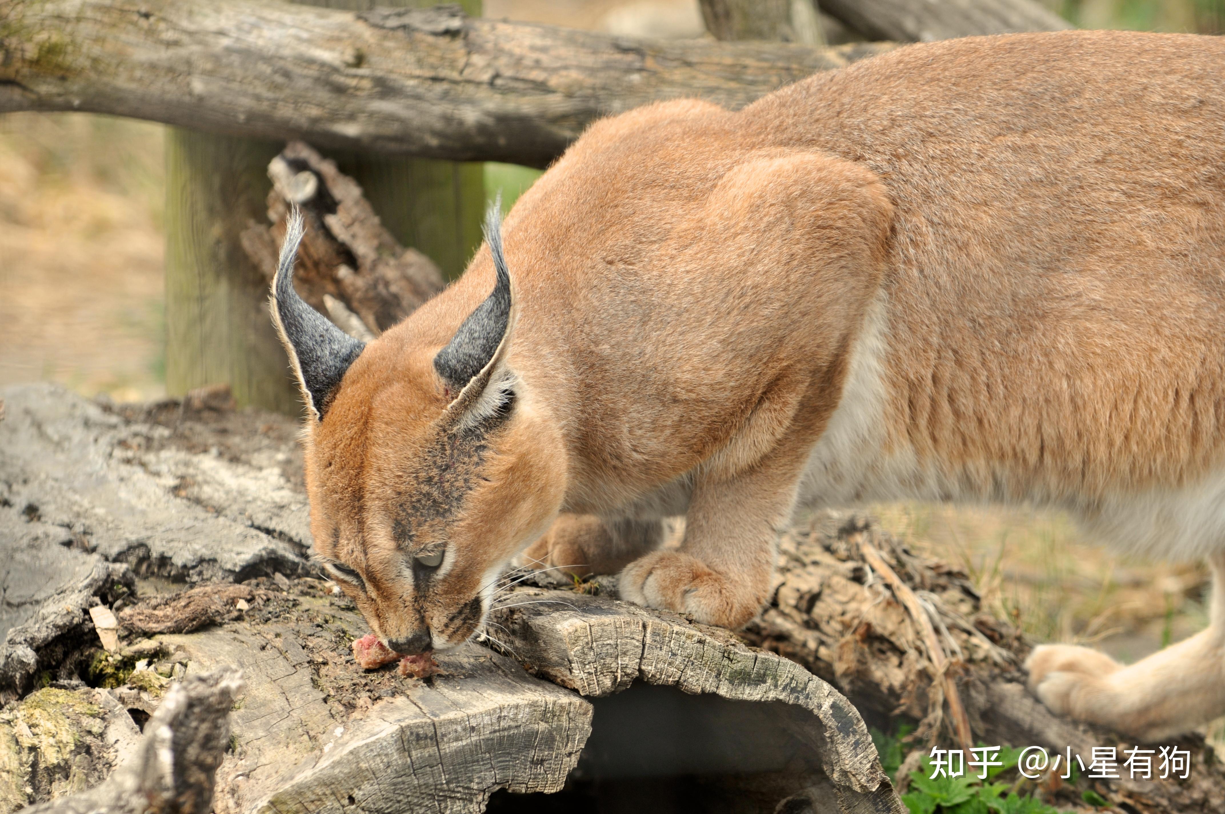 一,飞身捕鸟的假猞猁——狞猫(caracal,学名:caracal caracal)