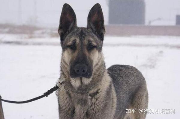 自从养了狼青犬,就不想养其它狗狗了! - 知乎