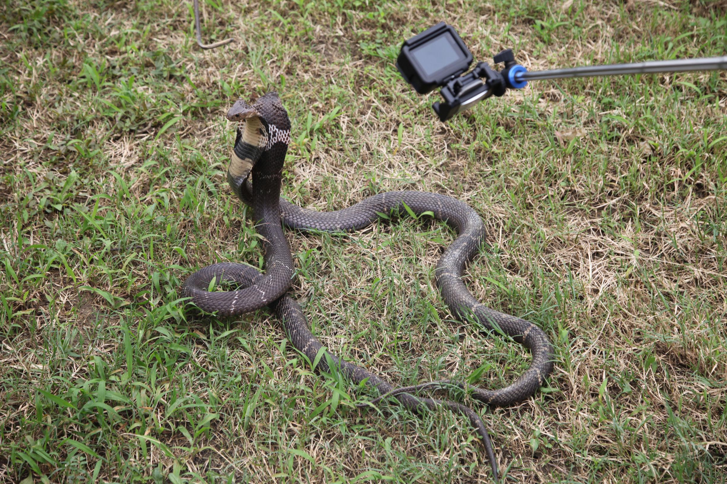 让人骇闻一个800人口的村庄居然盘踞着300多万条蛇还被外界誉为中国第