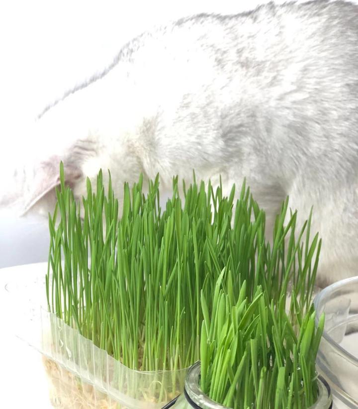 如何在家里种猫草 知乎 如何在家里种猫草 知乎