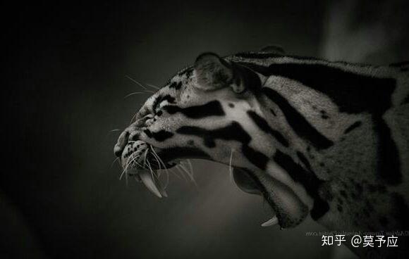 蜜獾袋獾和狼獾如果放一起打起来谁能获胜