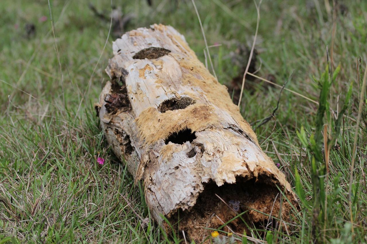 发财树为什么树干细